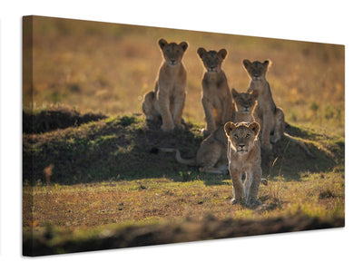 canvas-print-lonely-cubs-x