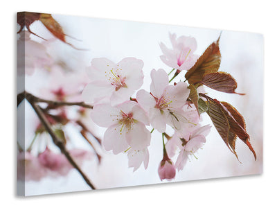 canvas-print-lovely-japanese-cherry