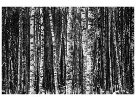 canvas-print-many-birches-xl