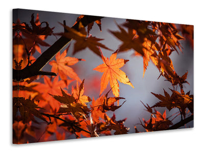 canvas-print-maple-leaves-in-autumn