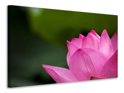 canvas-print-marko-lotus-in-pink