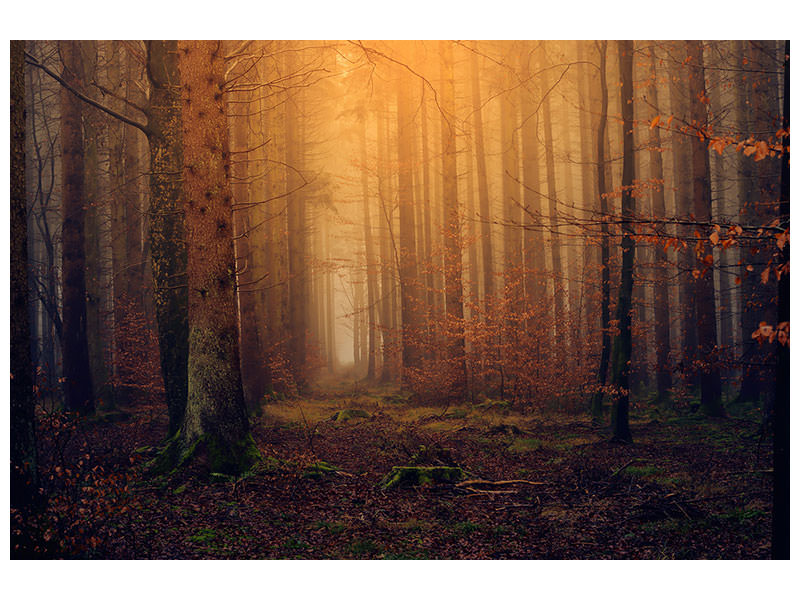 canvas-print-mysterious-forest