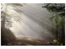 canvas-print-mystical-light-in-the-forest