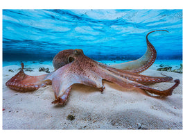 canvas-print-octopus