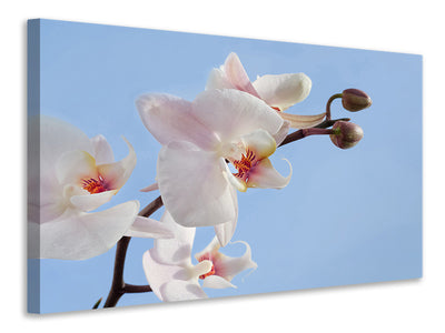canvas-print-orchid-in-the-sky