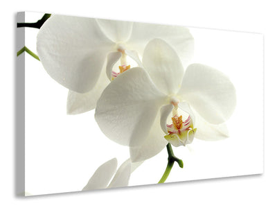 canvas-print-orchids-bloom