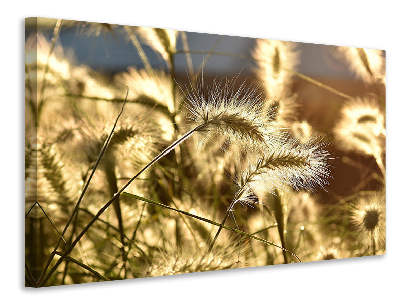 canvas-print-ornamental-grass-in-the-sunlight