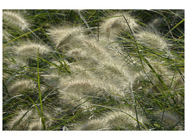 canvas-print-ornamental-grass-in-the-wind