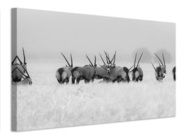 canvas-print-oryx-in-the-rain-x