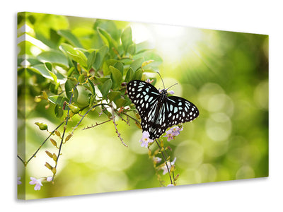 canvas-print-papilio-butterfly-xxl