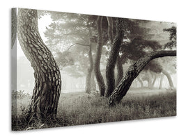 canvas-print-pine-grove-in-fog