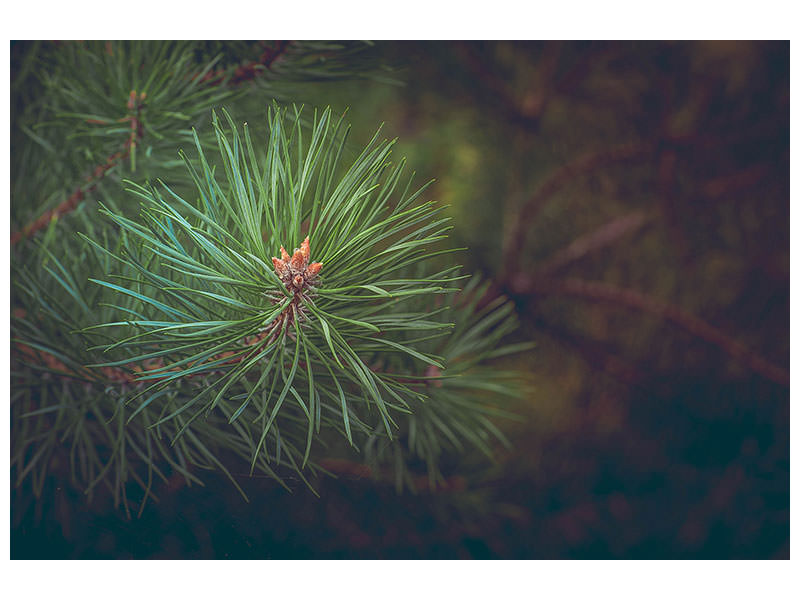 canvas-print-pine-tree-close-up
