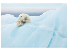 canvas-print-polar-bear-grooming