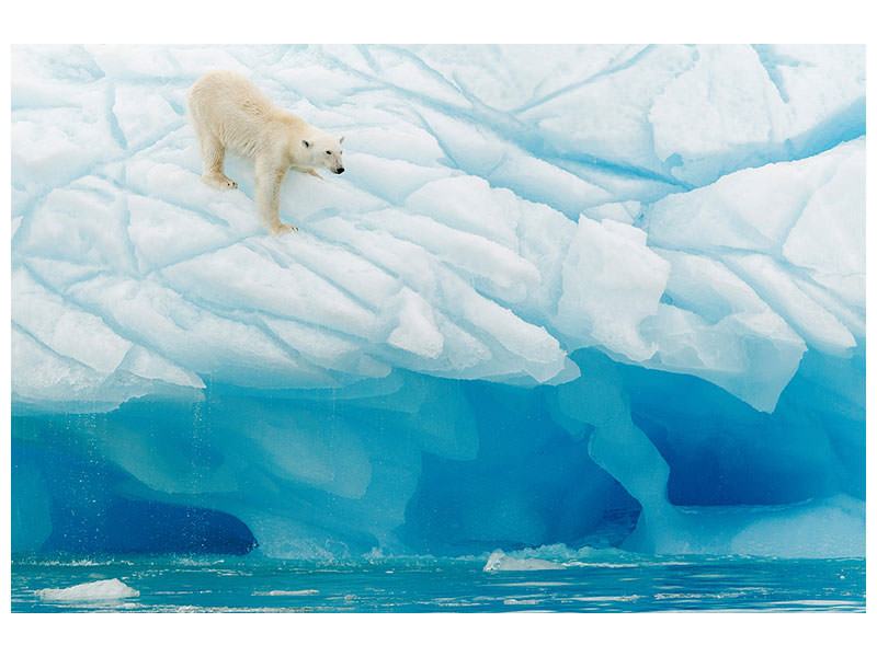 canvas-print-polar-bear