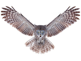 canvas-print-power-great-grey-owl