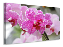 canvas-print-purple-orchids-in-bloom