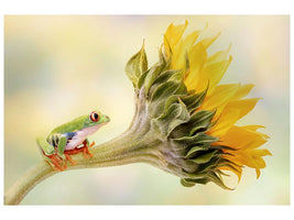 canvas-print-red-eyed-tree-frog-on-a-sunflower-x