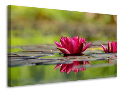 canvas-print-red-water-lily-duo