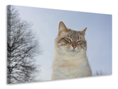 canvas-print-relaxed-cat-in-the-nature
