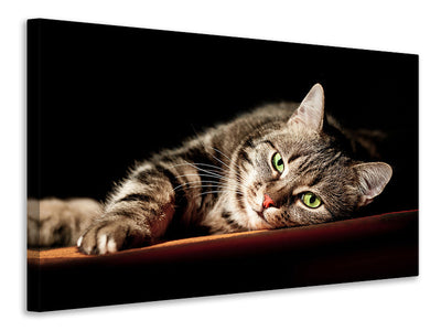 canvas-print-relaxed-cat