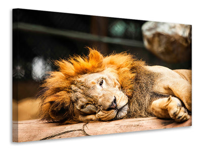 canvas-print-relaxed-lion