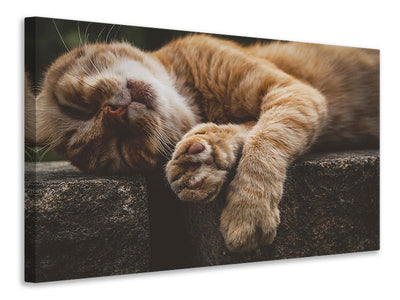canvas-print-sleeping-cat