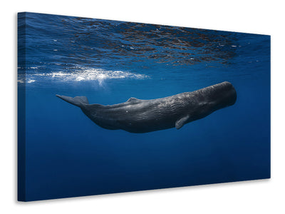 canvas-print-sperm-whale