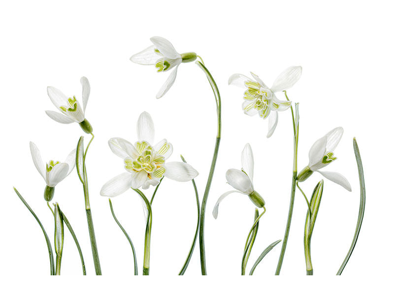 canvas-print-spring-snowdrops