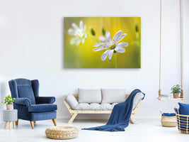 canvas-print-stitchwort-ii