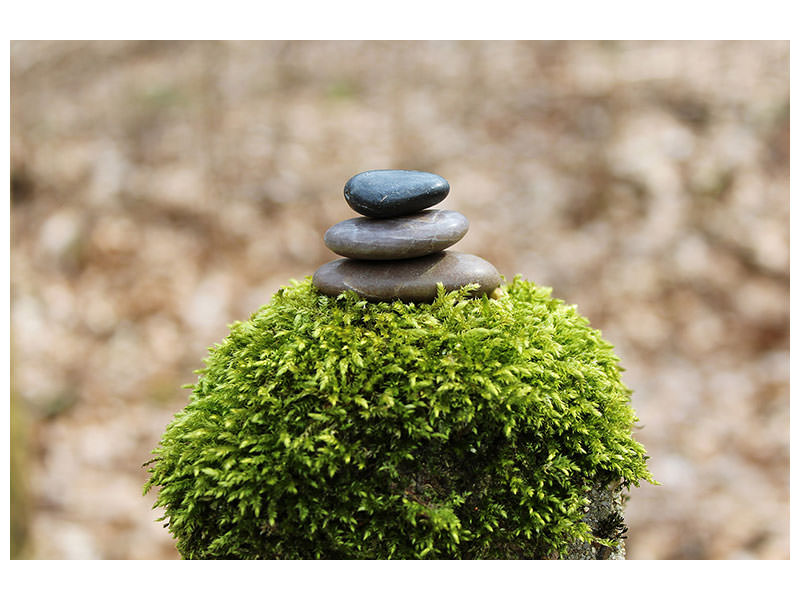 canvas-print-stone-pile-on-plant