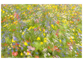 canvas-print-summer-field-flowers-x