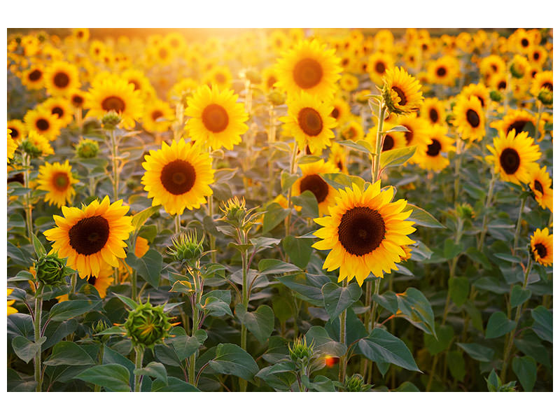 canvas-print-sunflower-field