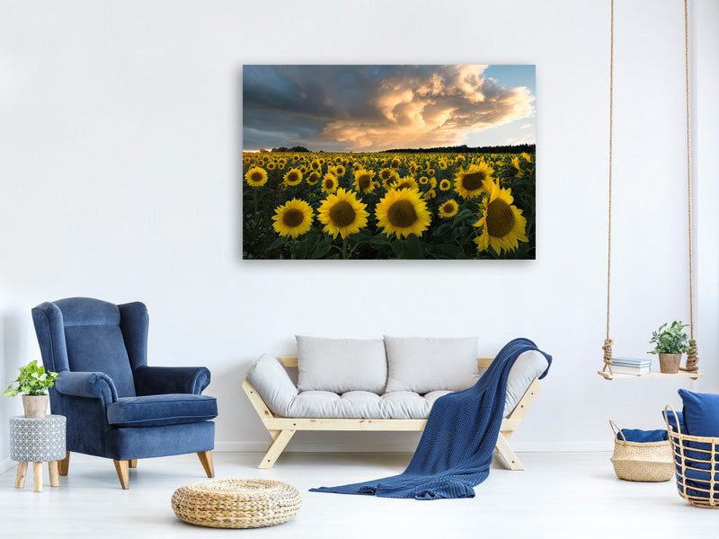 canvas-print-sunflowers-in-sweden