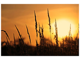 canvas-print-sunrise-on-the-field