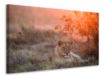 canvas-print-sunset-lioness