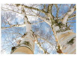 canvas-print-the-2-birches