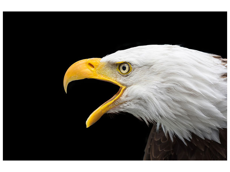 canvas-print-the-bald-eagle