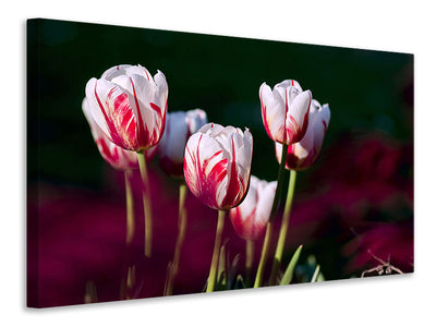 canvas-print-the-beauty-of-the-tulips