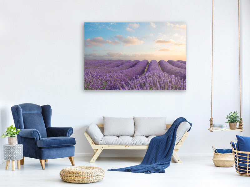 canvas-print-the-blooming-lavender-field