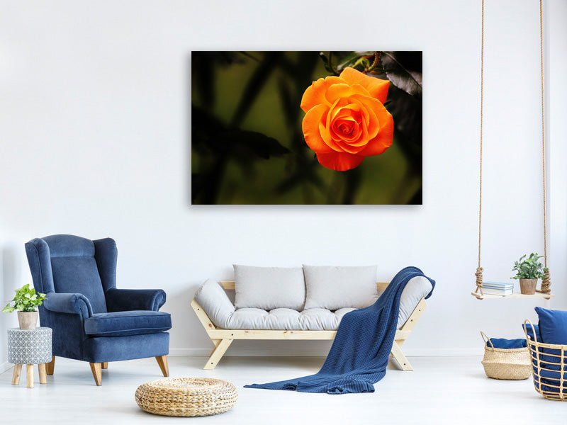 canvas-print-the-blossom-of-the-rose