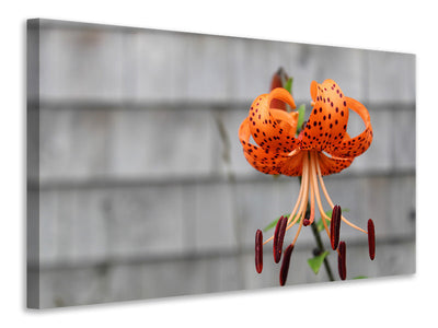 canvas-print-the-blossom-of-the-tiger-lily