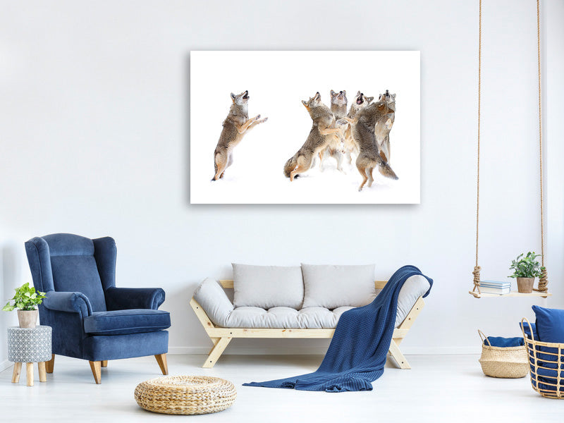 canvas-print-the-choir-coyotes