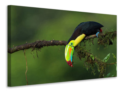 canvas-print-the-colors-of-costa-rica