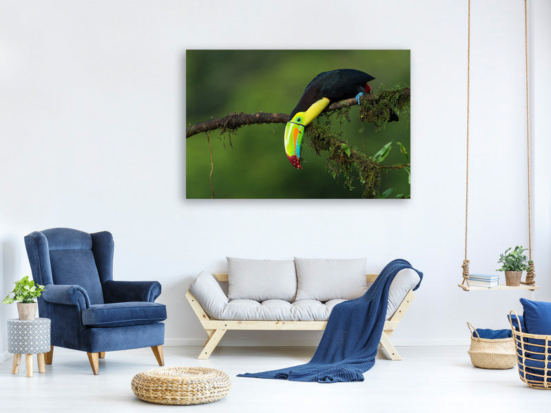 canvas-print-the-colors-of-costa-rica