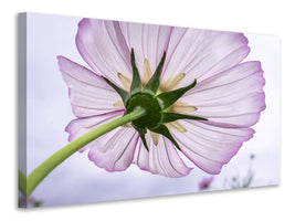 canvas-print-the-cosmos-flower