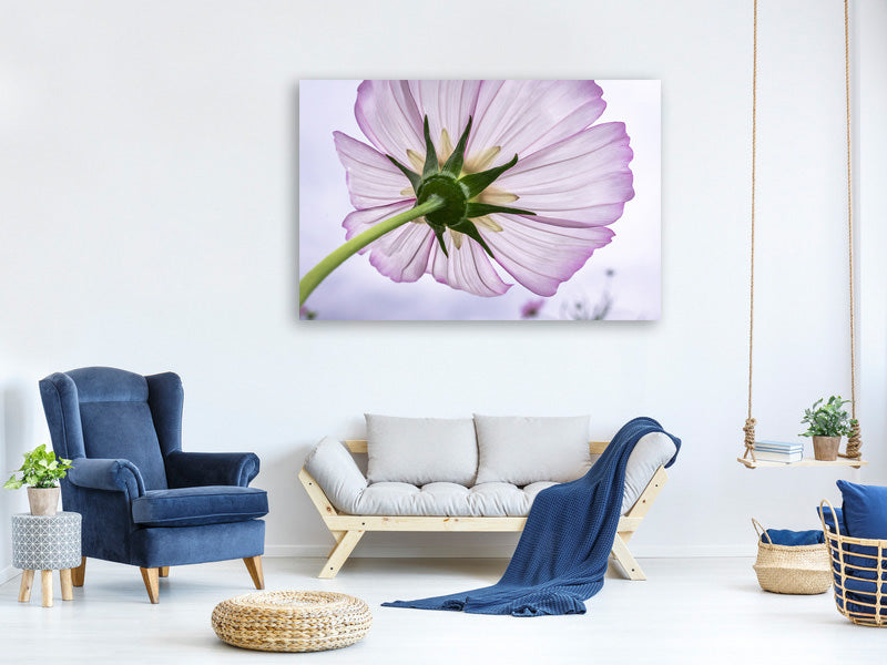 canvas-print-the-cosmos-flower