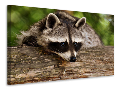 canvas-print-the-cute-raccoon