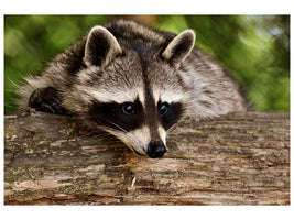 canvas-print-the-cute-raccoon