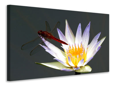 canvas-print-the-dragonfly-on-the-flower