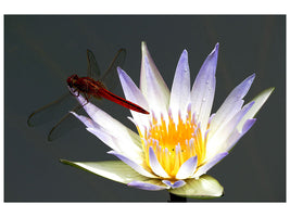 canvas-print-the-dragonfly-on-the-flower